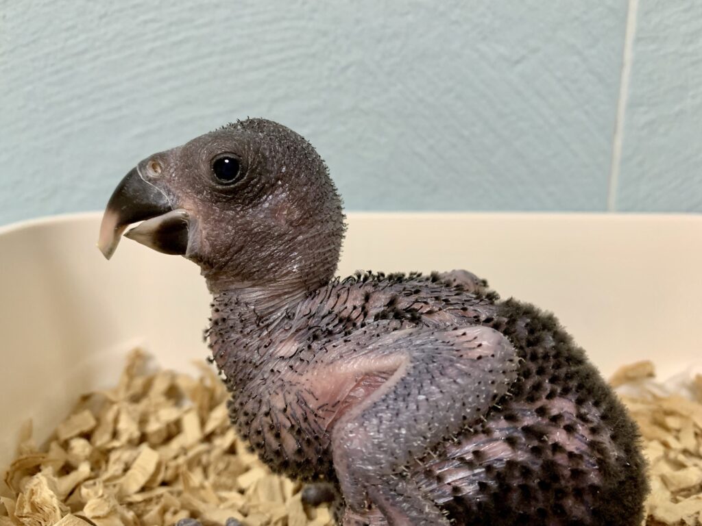 オオハナインコ　メス　雛