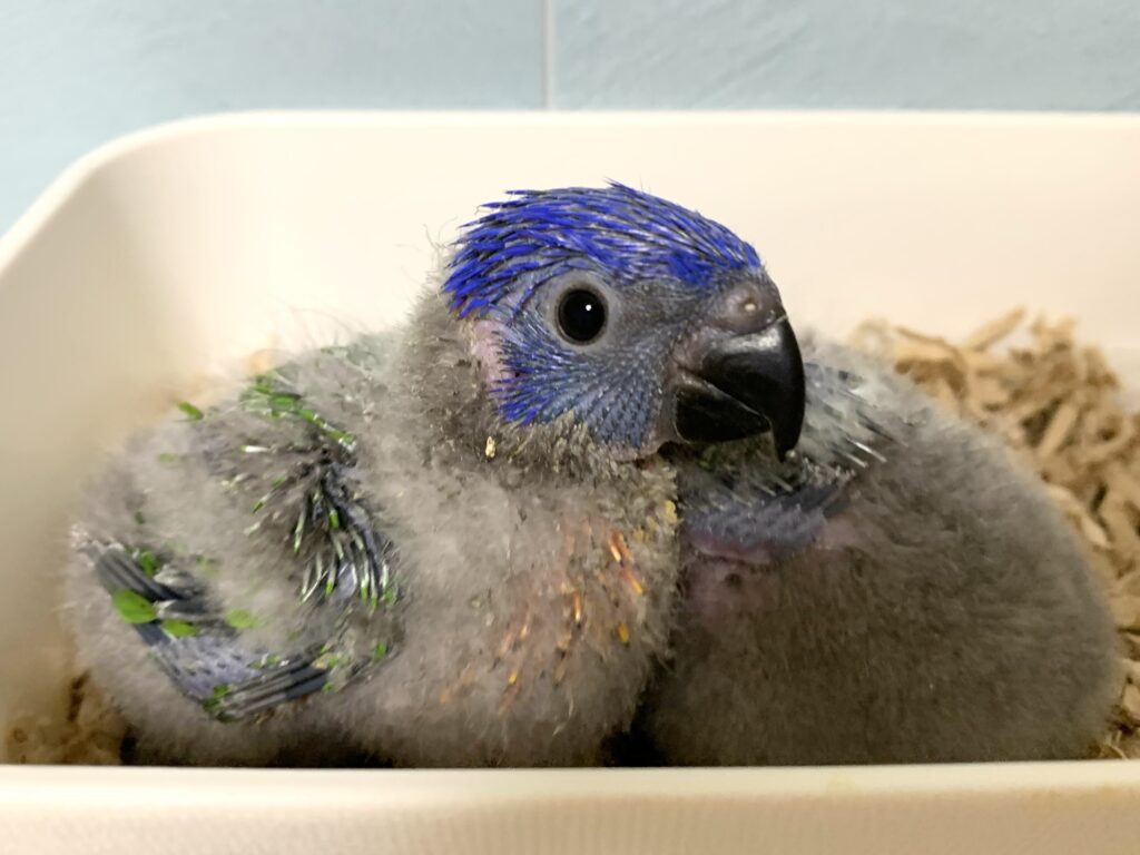 ゴシキセイガイインコ