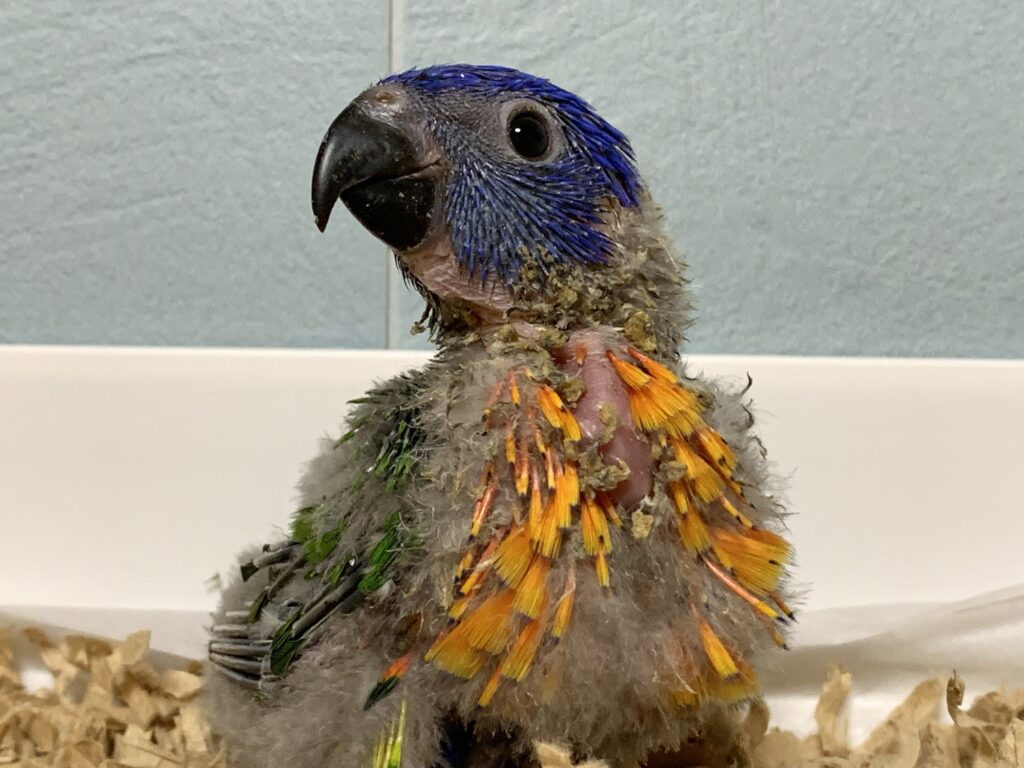 ゴシキセイガイインコ