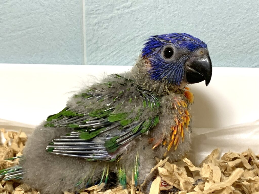 ゴシキセイガイインコ