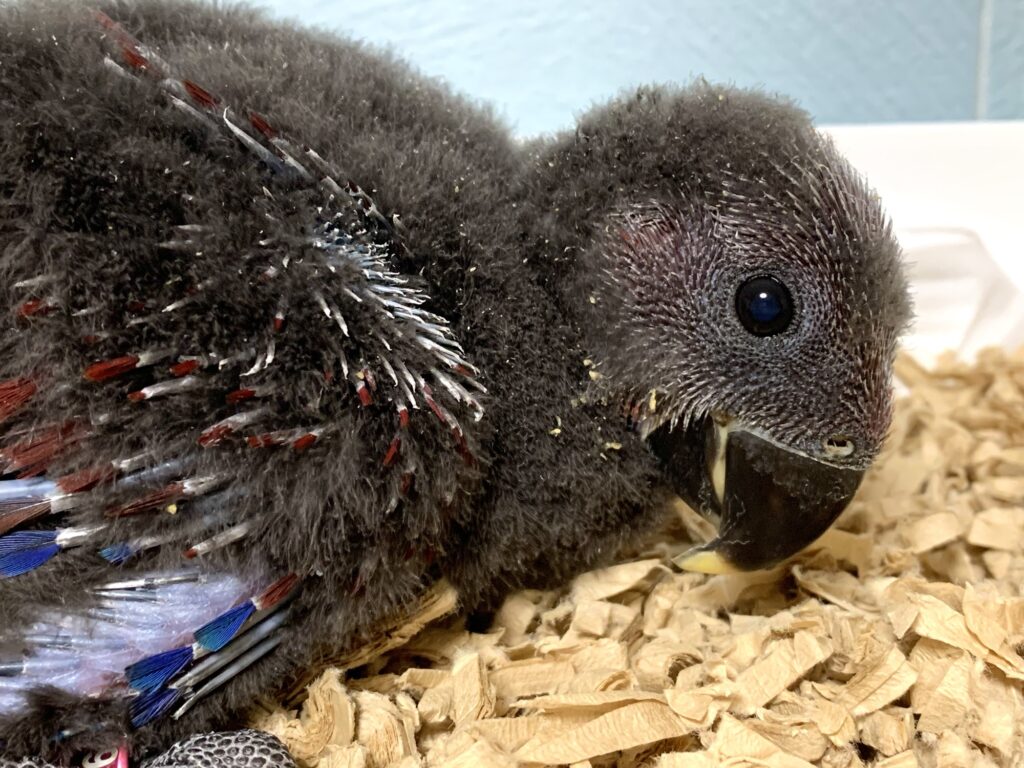 オオハナインコ　メス　女の仔　雛　販売