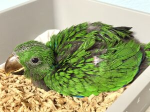 オオハナインコ