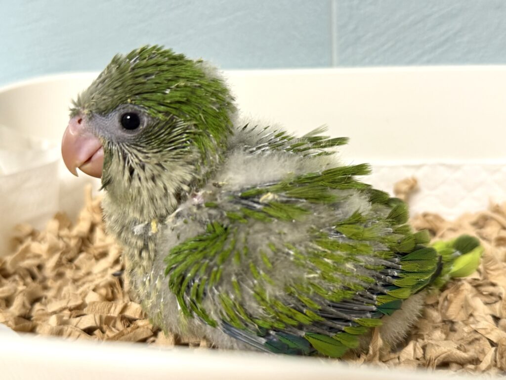 オキナインコ ノーマル 雛