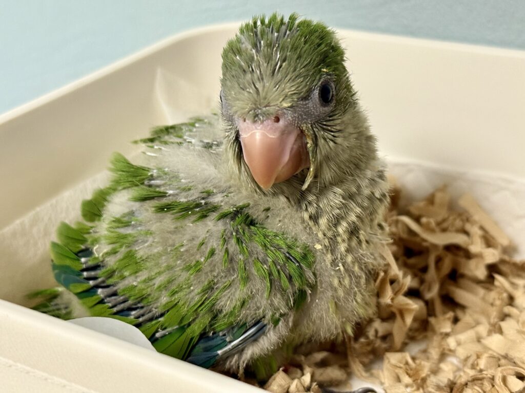 オキナインコ ノーマル 雛