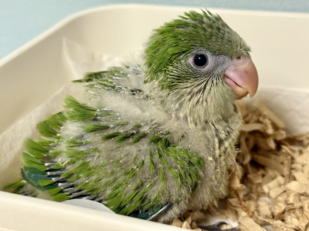 オキナインコ ノーマル 雛