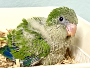 オキナインコ　ノーマル　雛