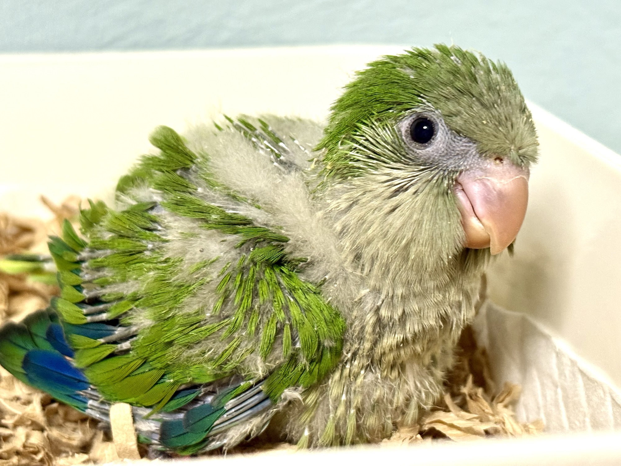 オキナインコ　ノーマル　雛