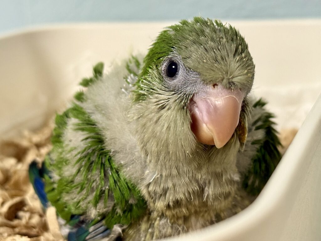 オキナインコ ノーマル 雛