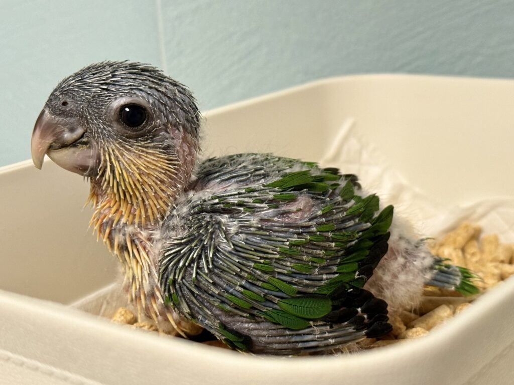 ズグロシロハラインコ,雛