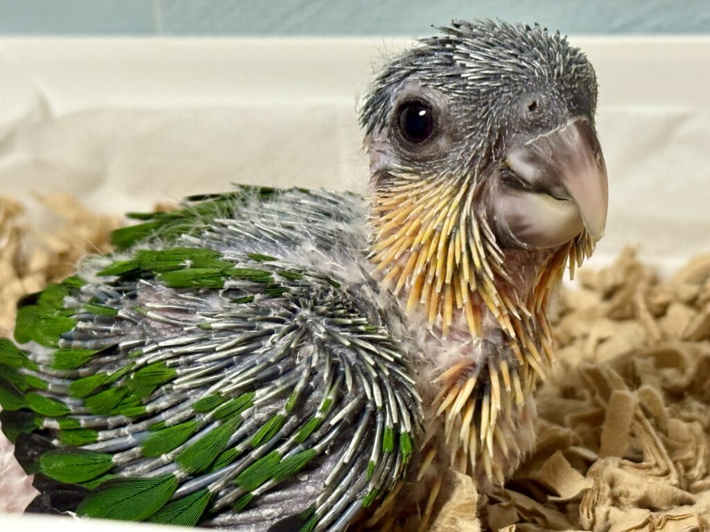 ズグロシロハラインコ,雛