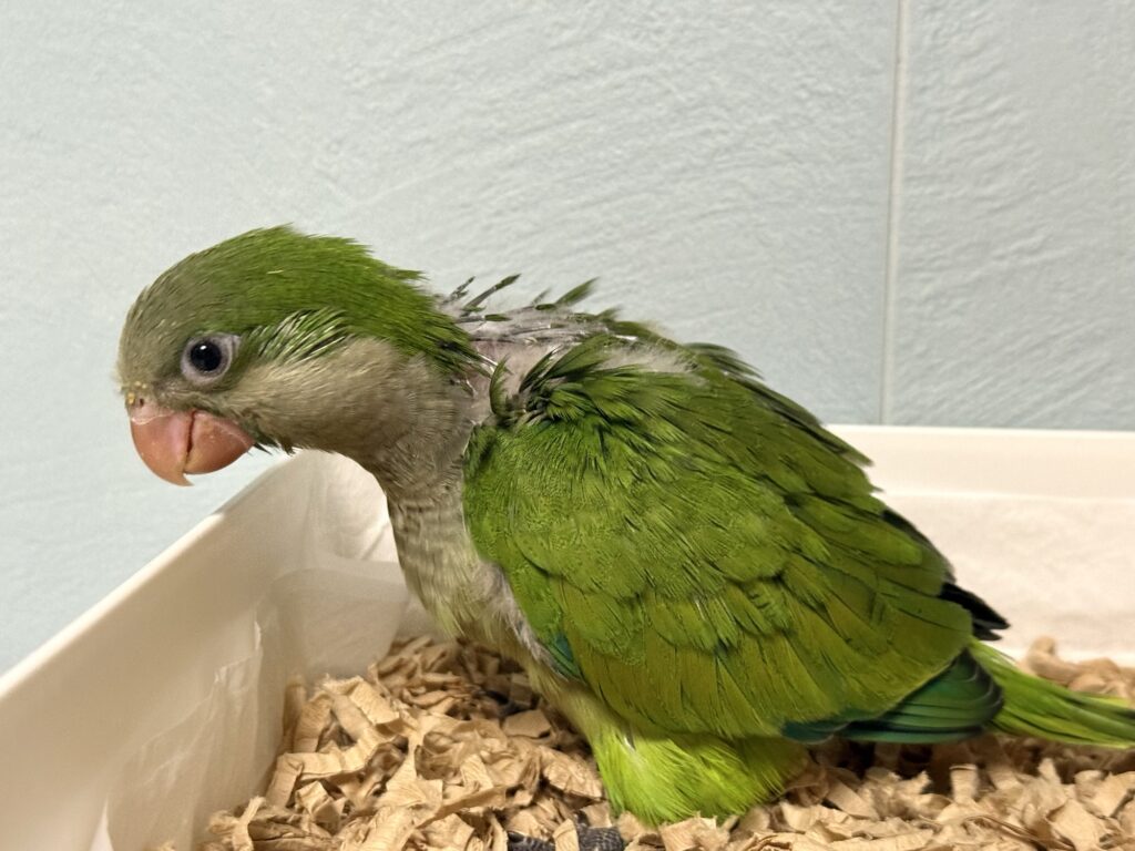 オキナインコ　ノーマル