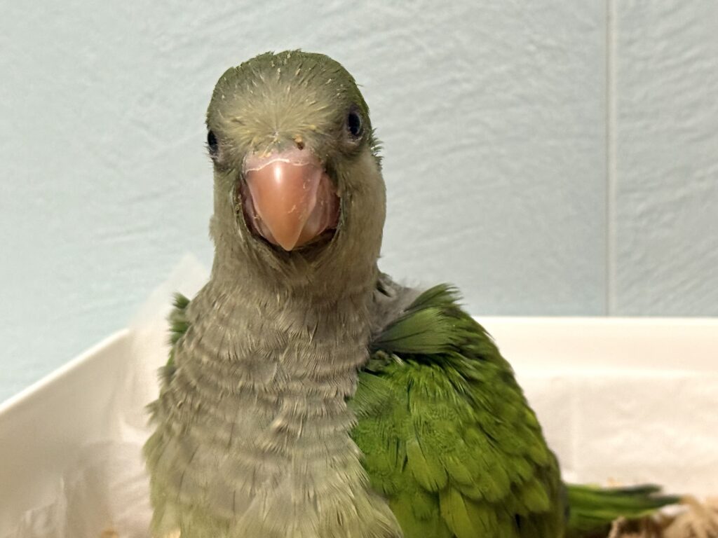 オキナインコ　グリーン