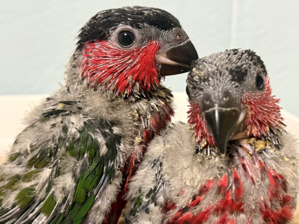 オトメズグロインコ,ズグロオトメインコ
