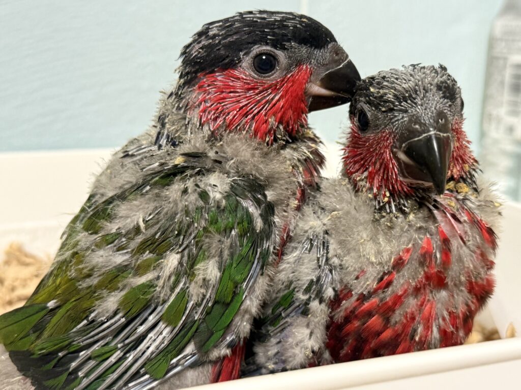 オトメズグロインコ,ズグロオトメインコ