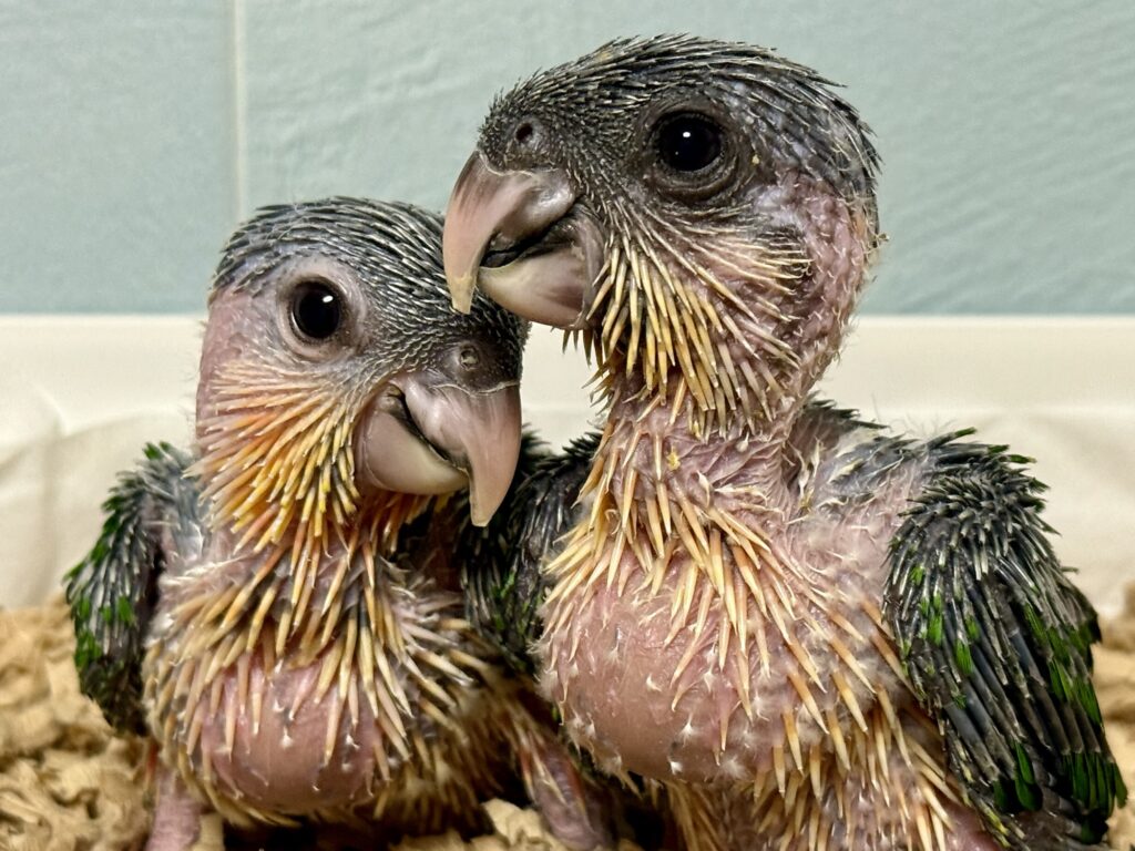ズグロシロハラインコ,雛