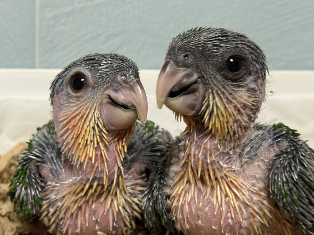 ズグロシロハラインコ,雛