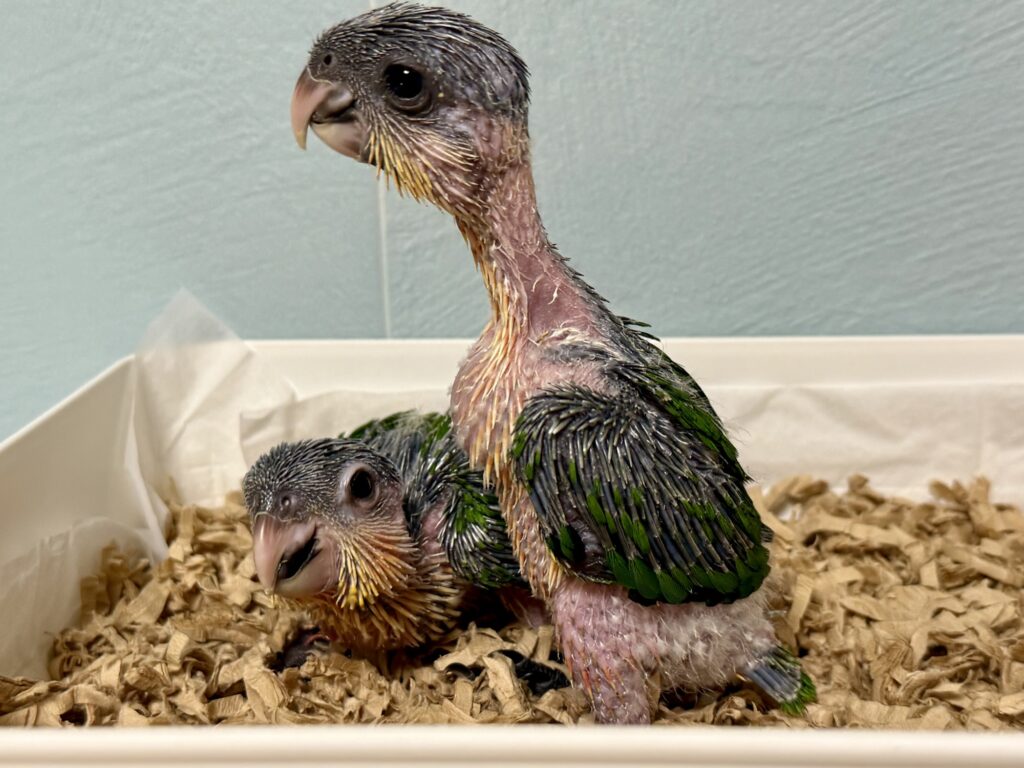 ズグロシロハラインコ,雛