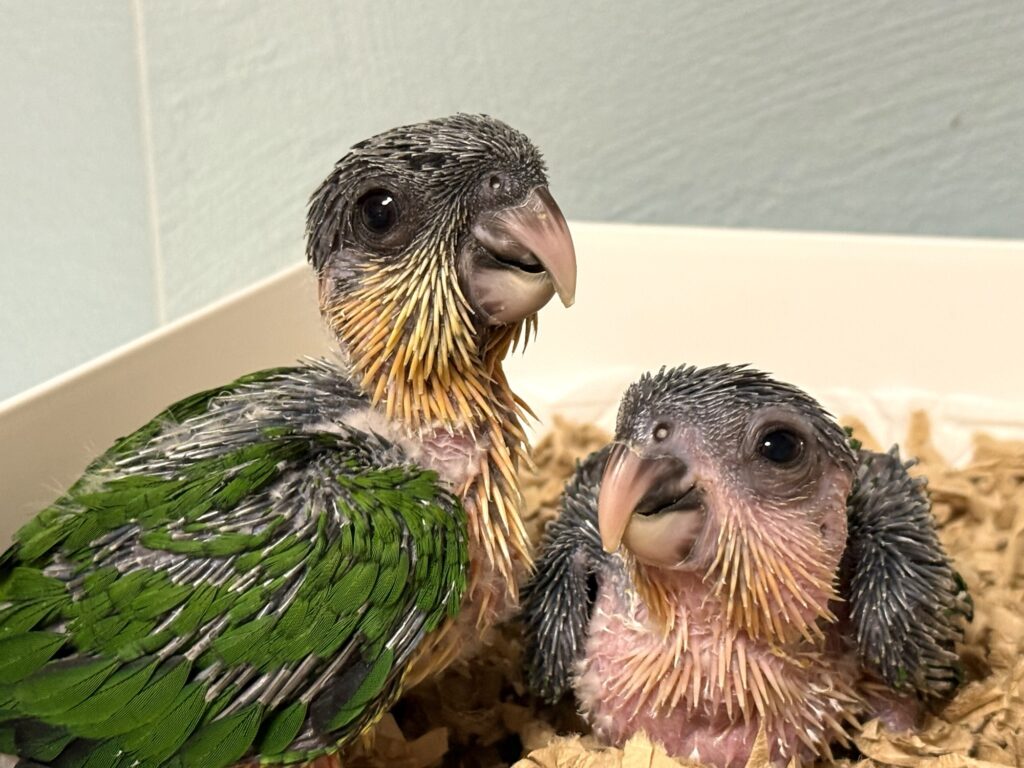 ズグロシロハラインコ,雛
