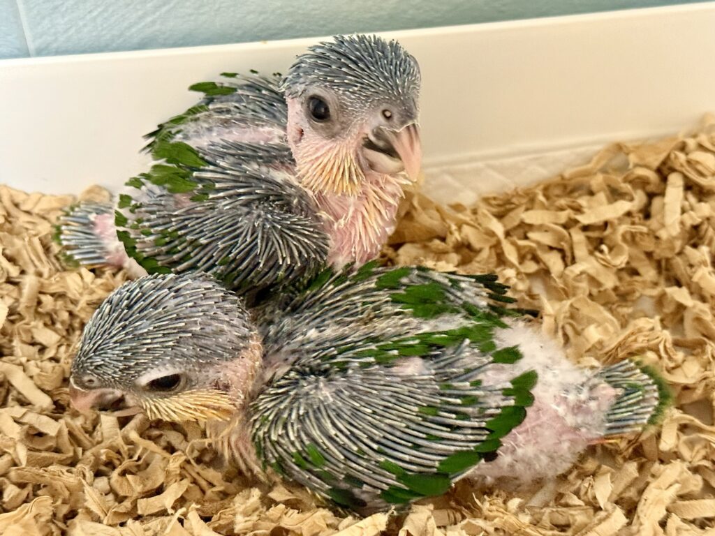 ズグロシロハラインコ,雛