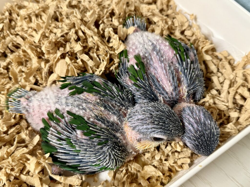 ズグロシロハラインコ,雛