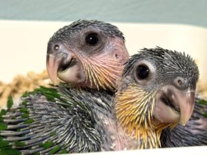 ズグロシロハラインコ,雛