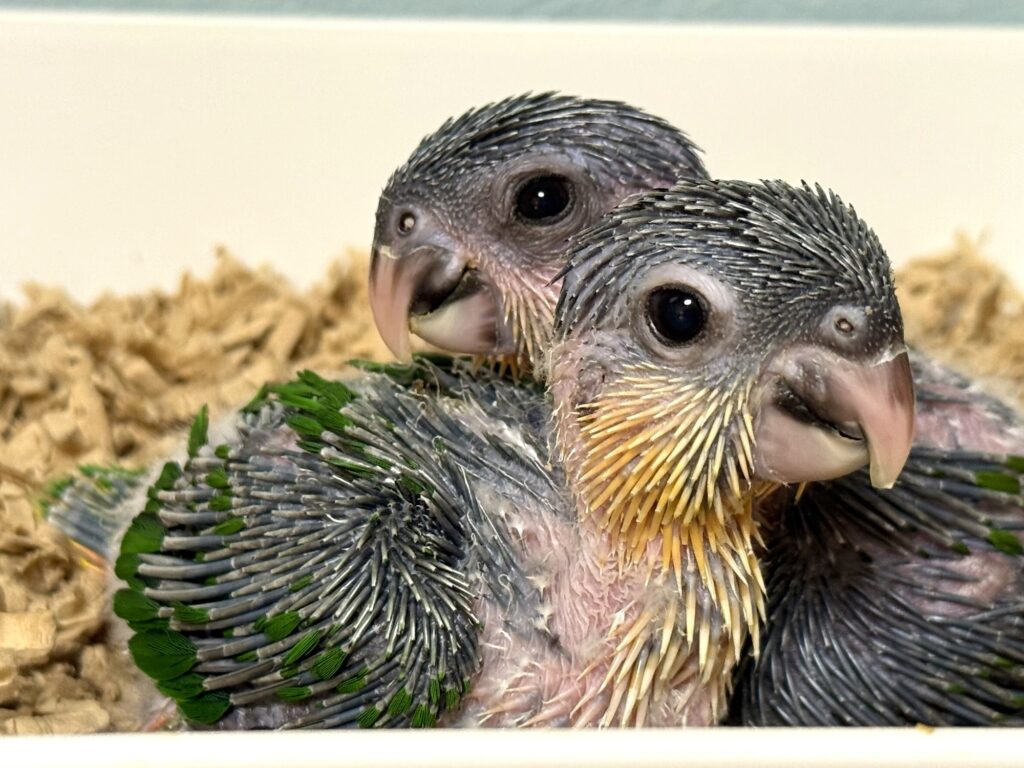 ズグロシロハラインコ,雛