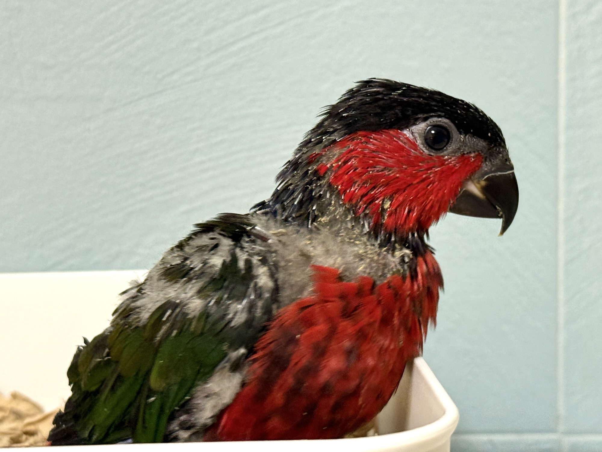 オトメズグロインコ,ズグロオトメインコ,乙女ズグロインコ