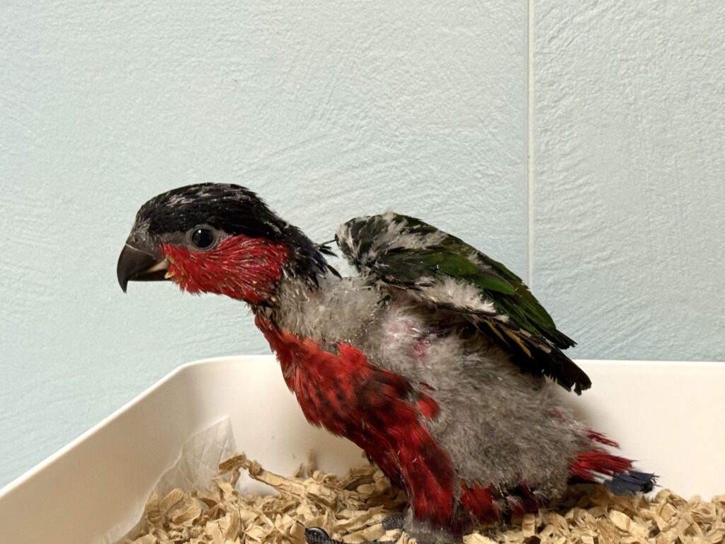 オトメズグロインコ,ズグロオトメインコ,乙女ズグロインコ