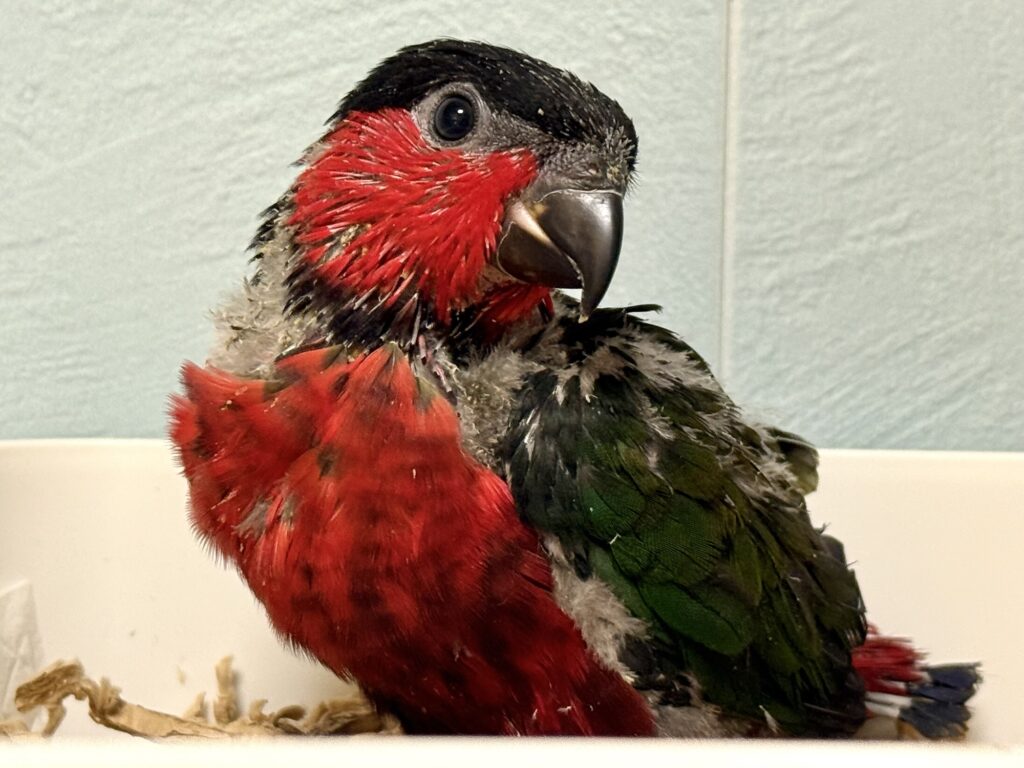 乙女ズグロインコ,オトメズグロインコ,ズグロオトメインコ,雛