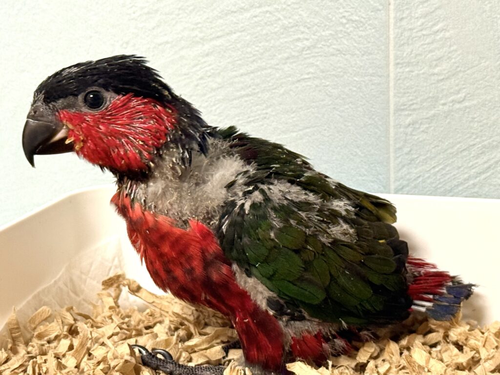 オトメズグロインコ,ズグロオトメインコ,乙女ズグロインコ