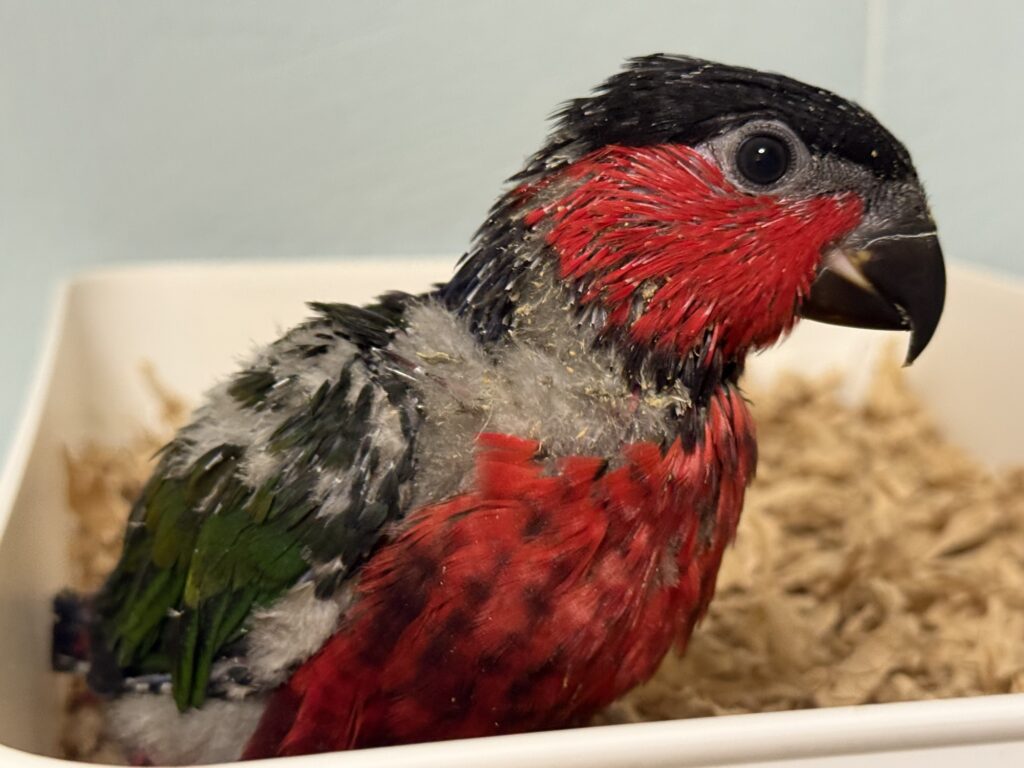 オトメズグロインコ,ズグロオトメインコ,乙女ズグロインコ
