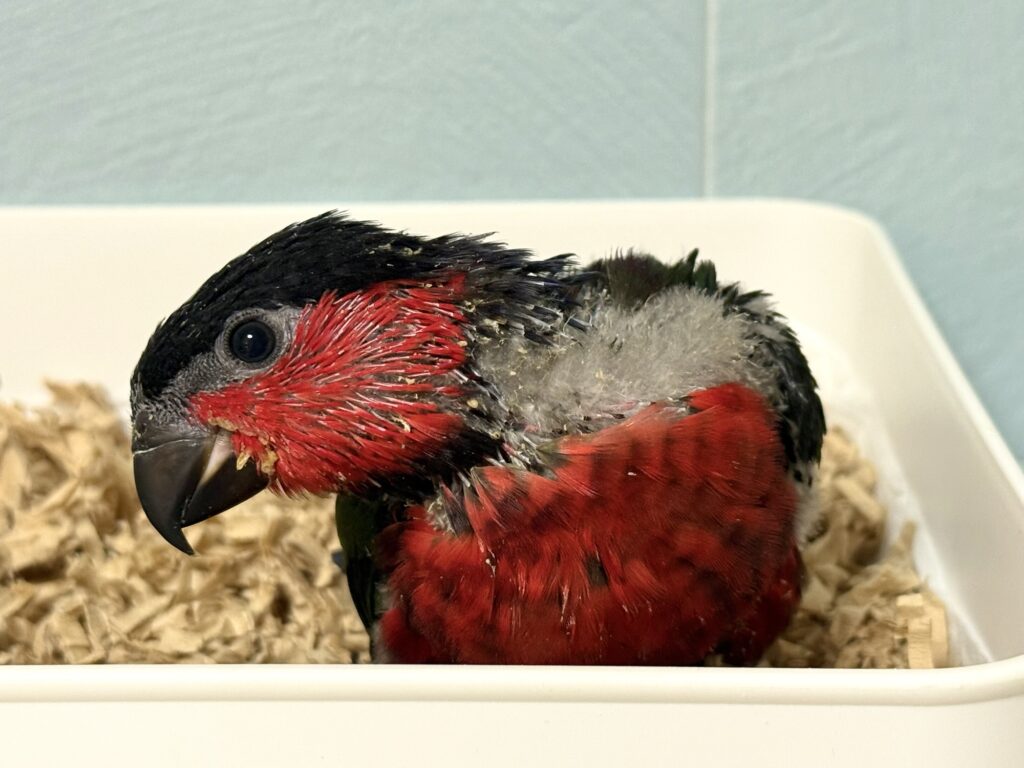 オトメズグロインコ,ズグロオトメインコ,乙女ズグロインコ