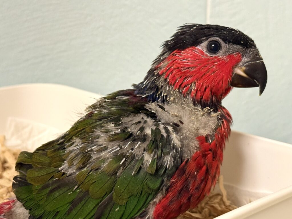 オトメズグロインコ,ズグロオトメインコ,乙女ズグロインコ