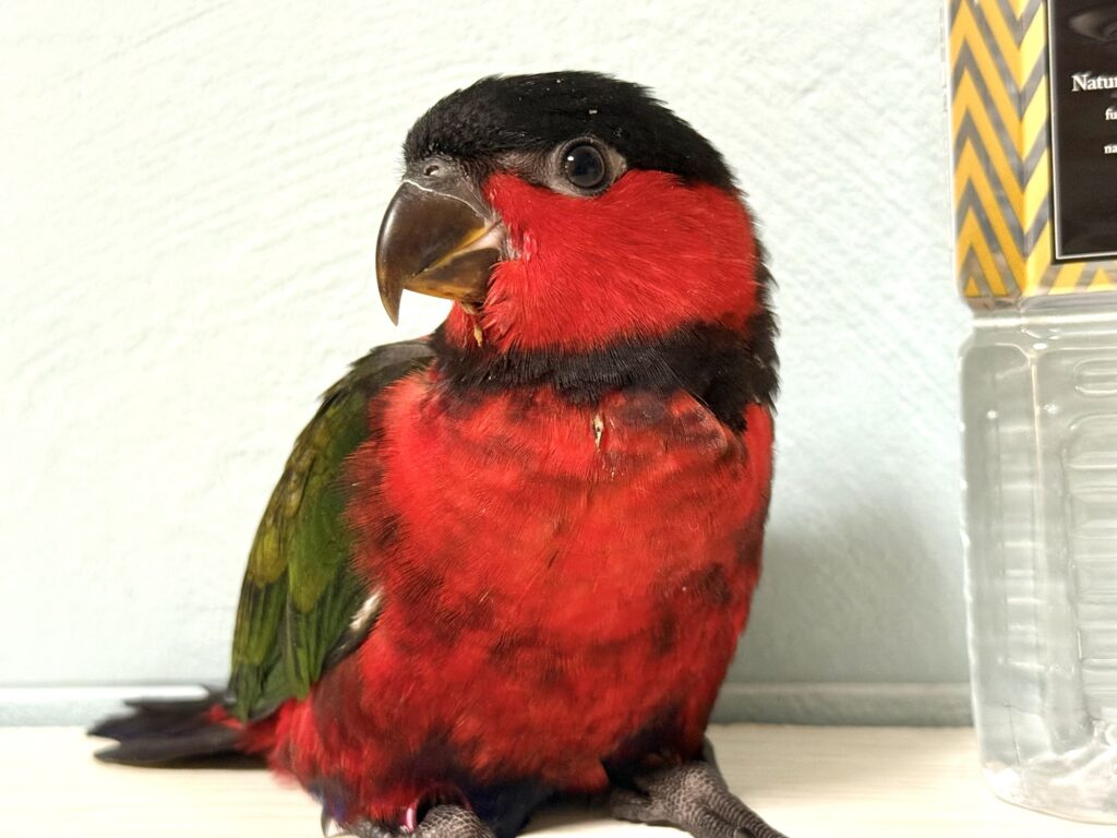オトメズグロインコ ズグロオトメインコ
