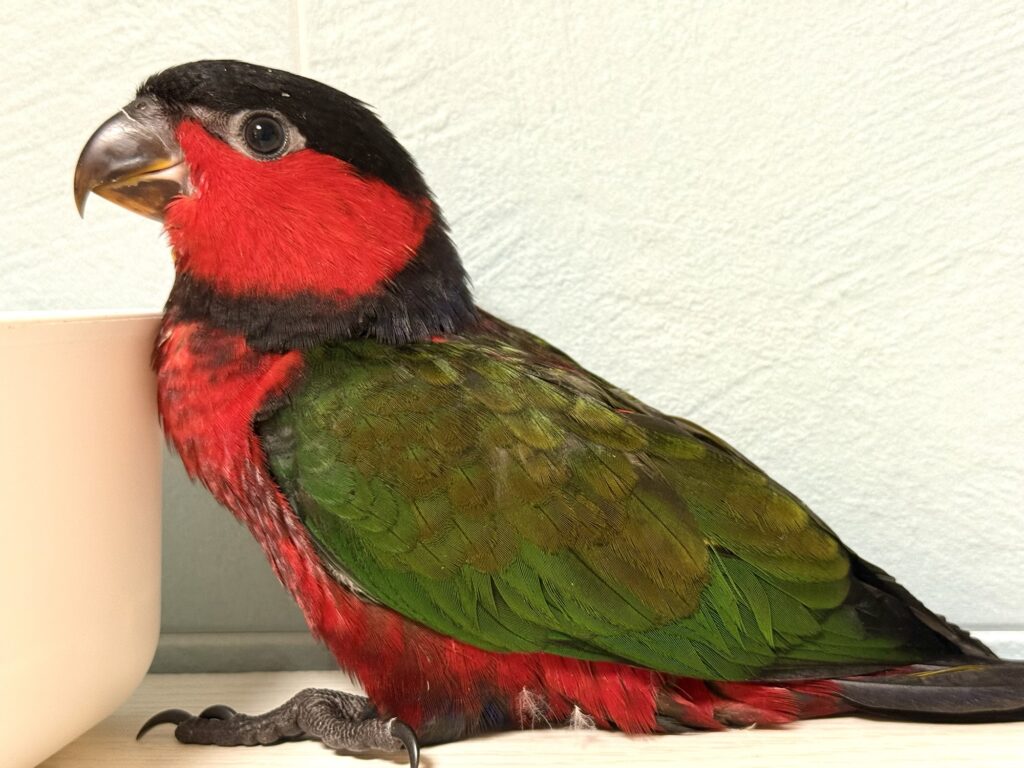 オトメズグロインコ ズグロオトメインコ