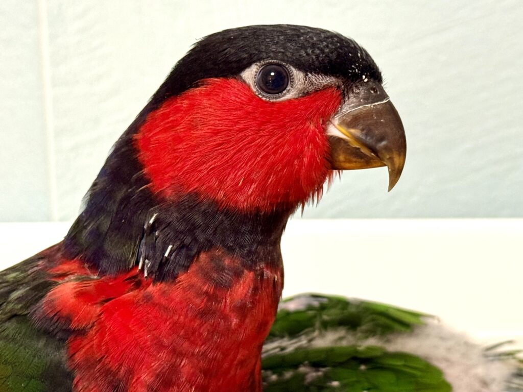 オトメズグロインコ ズグロオトメインコ