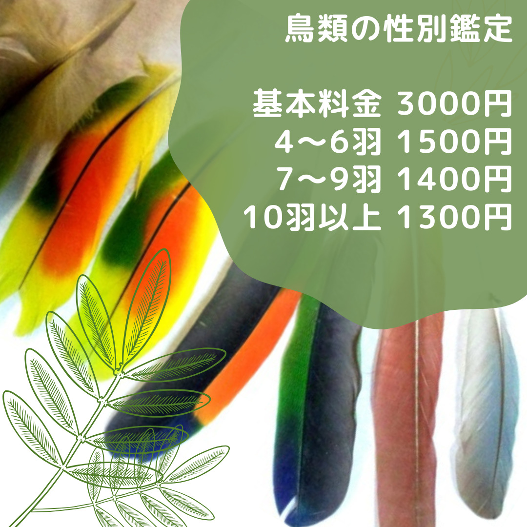 性別鑑定,DNA鑑定,インコ,オウム,鳥,遺伝子検査