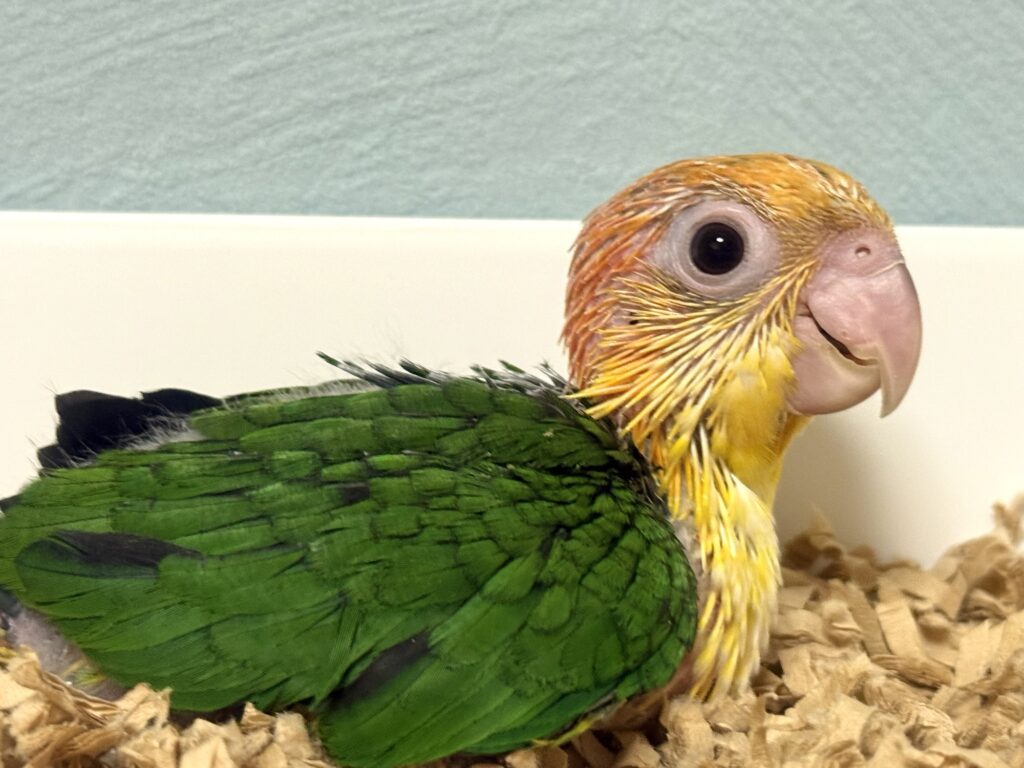 シロハラインコ,雛