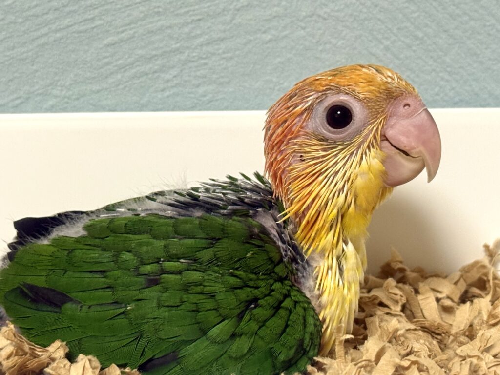 シロハラインコ,雛