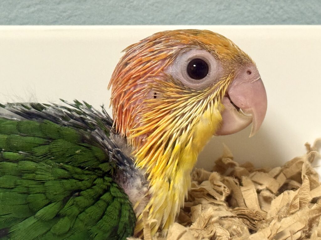 シロハラインコ,雛