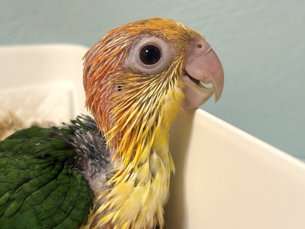 シロハラインコ,雛