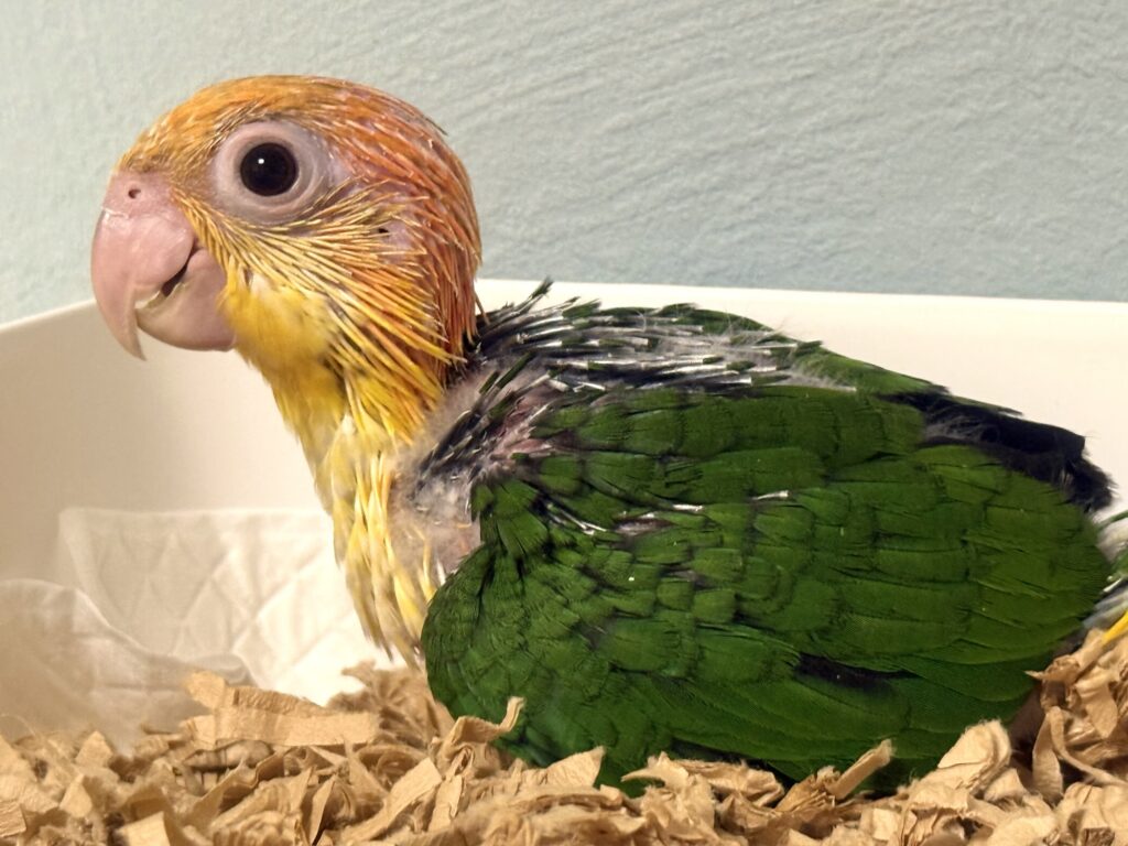 シロハラインコ,雛