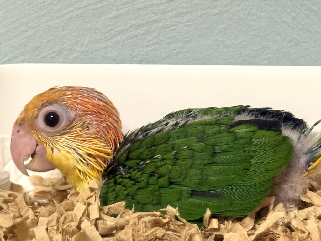 シロハラインコ,雛