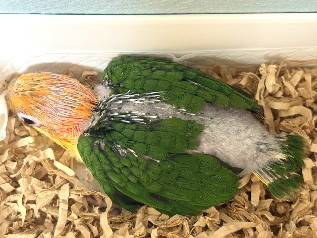 シロハラインコ,雛