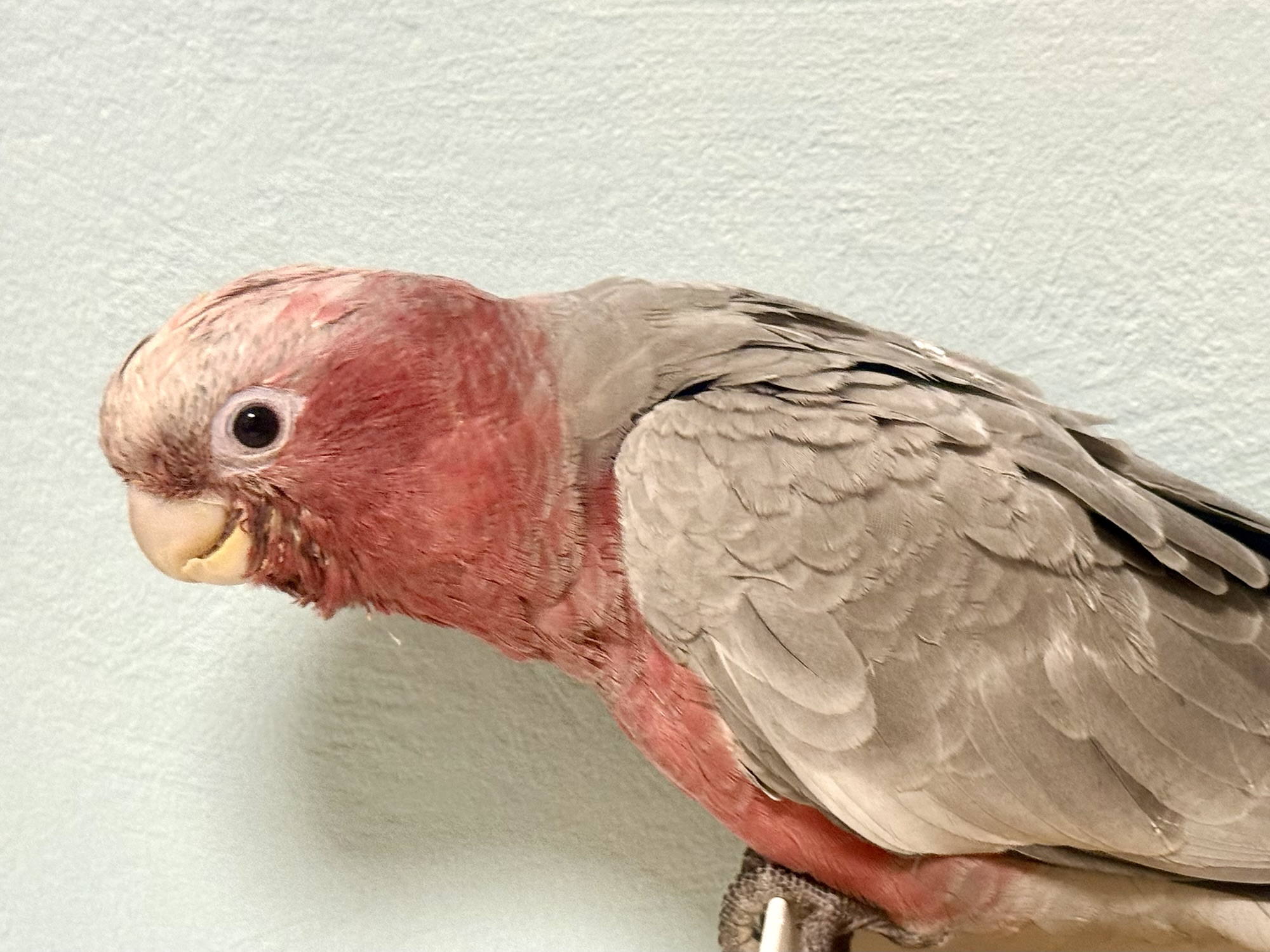 モモイロインコ