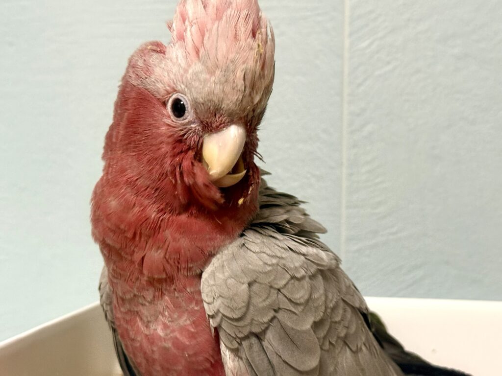 モモイロインコ