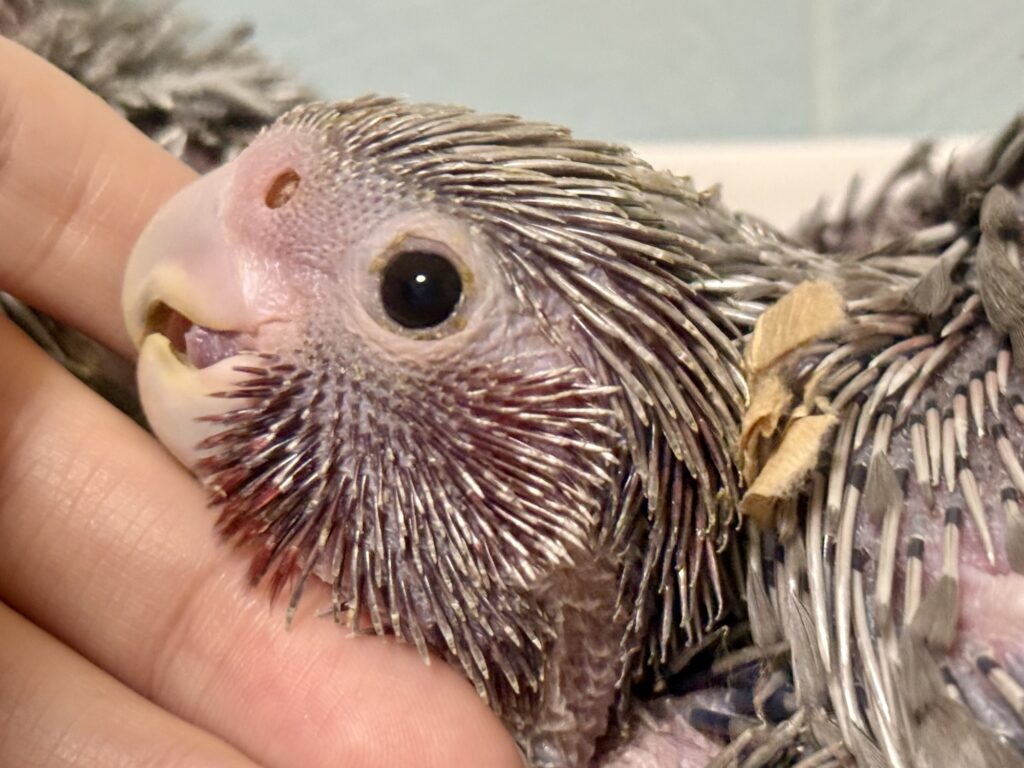 モモイロインコ