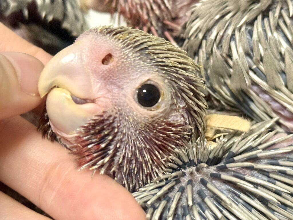 モモイロインコ