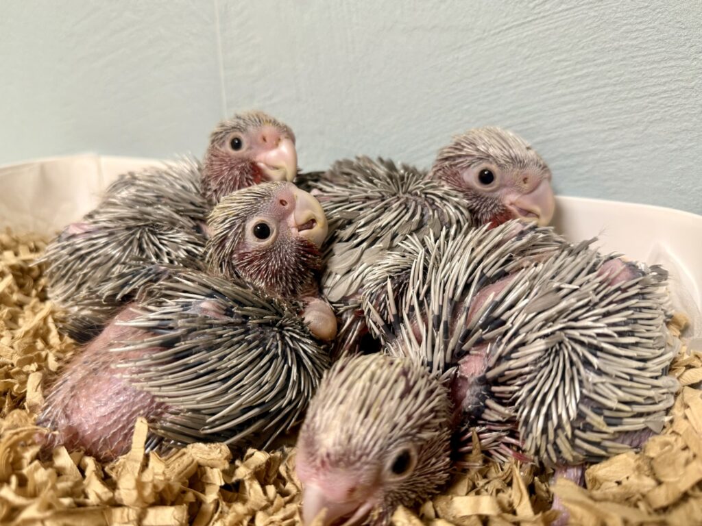 モモイロインコ