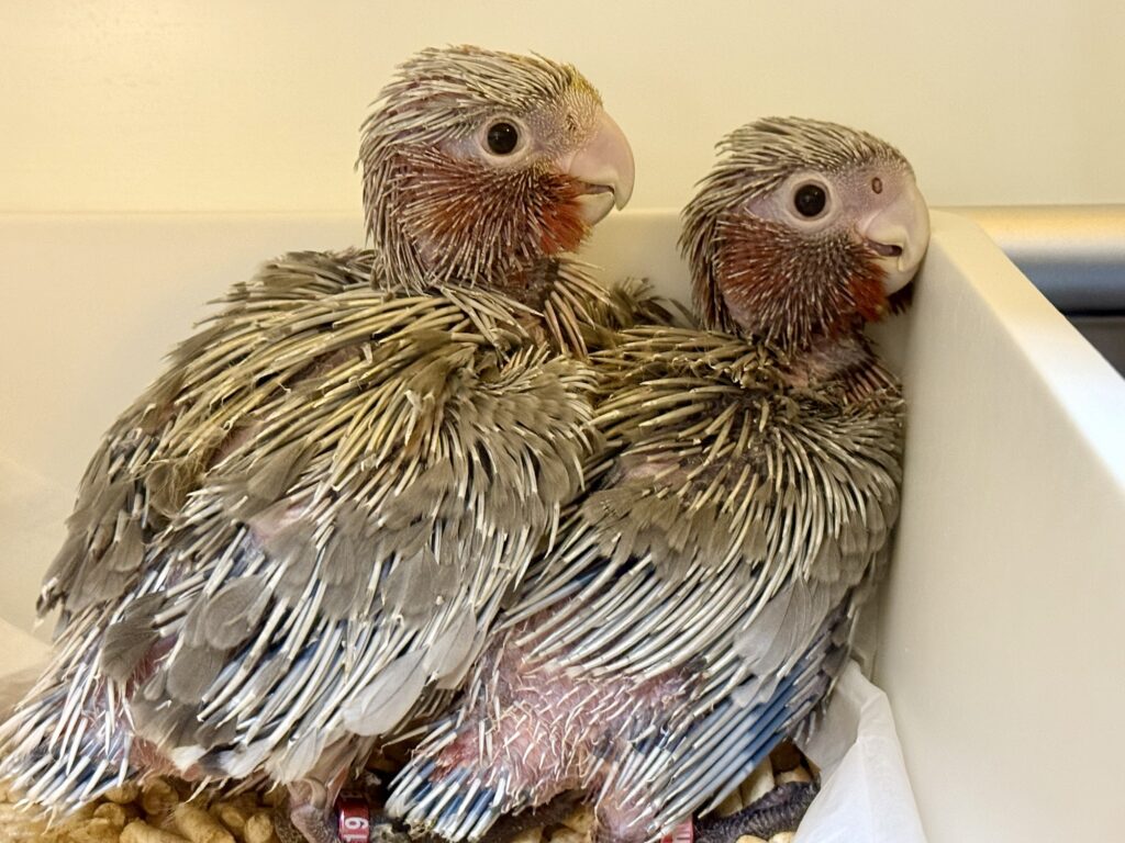 モモイロインコ